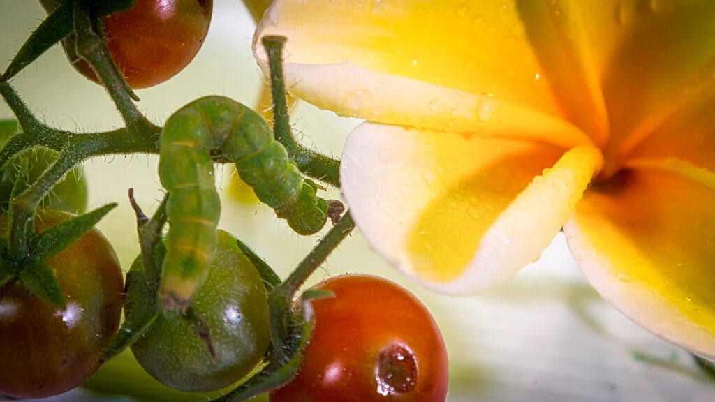 macrp photo of a caterpillar eating tomatoes 